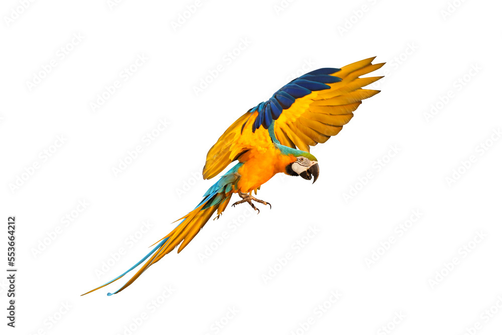 Fototapeta premium Colorful Blue and gold macaw parrot flying isolated on transparent background.