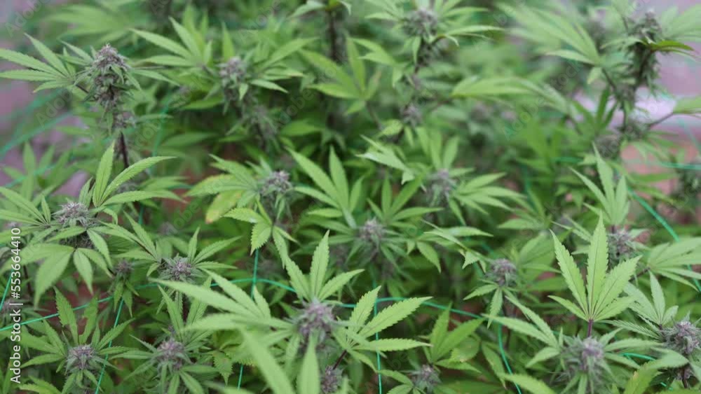 Slow motion of biological and ecological hemp plants in a greenhouse.pharmaceptical industry, Concept of herbal alternative medicine, CBD hemp oil. Slow motion of biological and ecological hemp plants in a greenhouse.pharmaceptical industry, Concept of herbal alternative medicine, CBD hemp oil.
