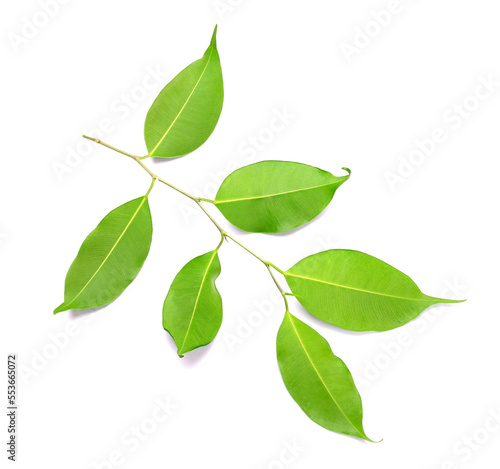 Twig with green leaves on transparent background png file