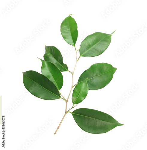 Twig with green leaves on transparent background png file