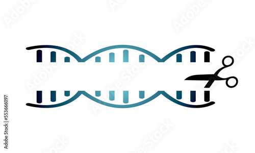 mRNA helix
