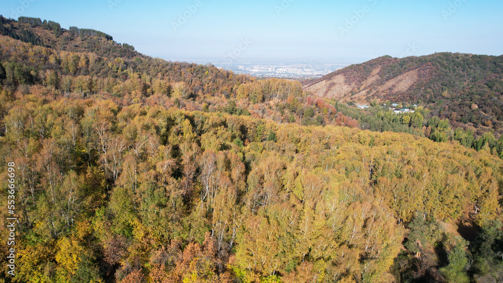 High autumn hills with snow-capped mountains. Drone view of the autumn forest. Yellow-green trees, blue sky, light haze in the mountains. Snow peaks in the distance. The shadow of the hills. Almaty