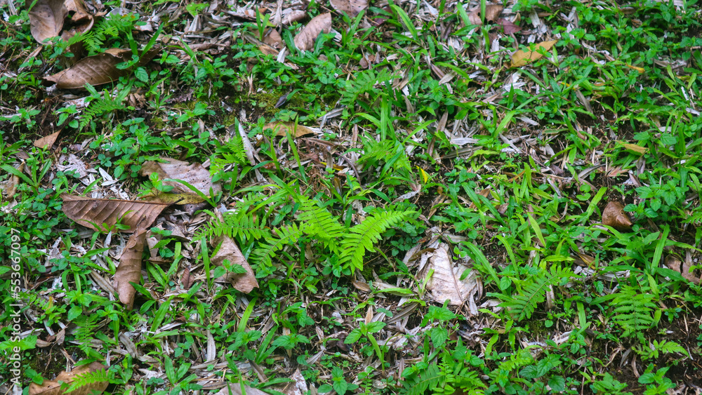 Beautiful green grass with dry leaves in the background Beautiful green grass with dry leaves in the background