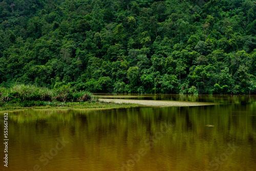green tree at the lake