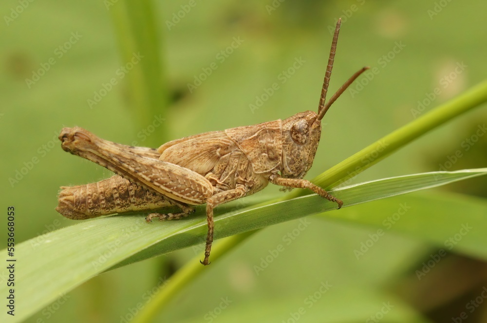 Closeup on an adult European Bow-winged grasshopper, Chorthippus biguttulus group Closeup on an adult European Bow-winged grasshopper, Chorthippus biguttulus group