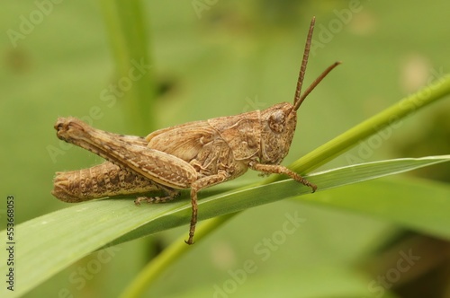 Closeup on an adult European Bow-winged grasshopper, Chorthippus biguttulus group
