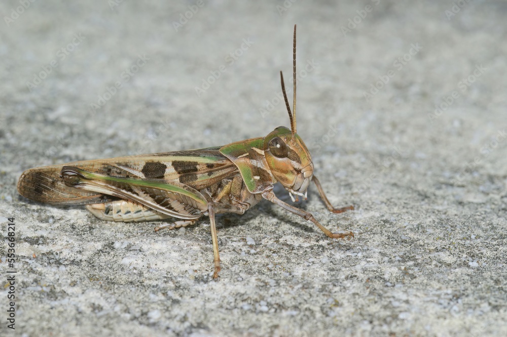 Closeup on the Mediterranean Handsome grasshopper, Oedaleus decorus sitting on the ground Closeup on the Mediterranean Handsome grasshopper, Oedaleus decorus sitting on the ground