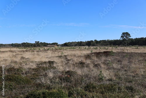 Blick auf die Heidefläche westlich der Thülsfelder Talsperre im Oldenburger Münsterland	 photo