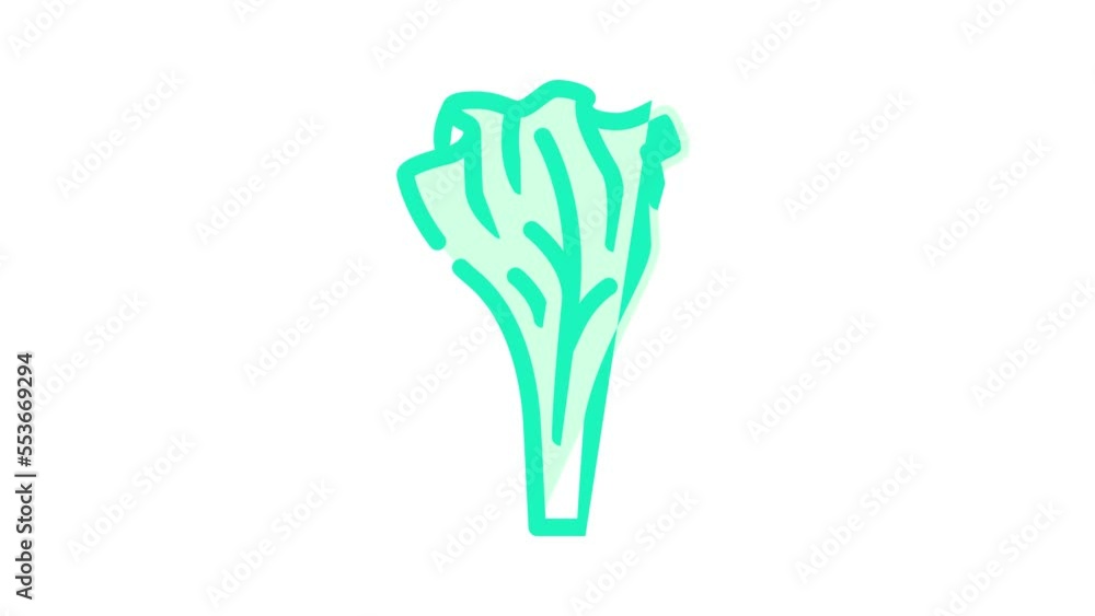 lettuce healthy food color icon animation lettuce healthy food color icon animation