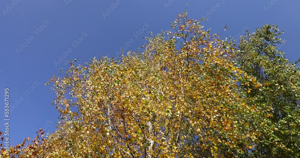 Colorful birch foliage in autumn sunny weather, windy weather in a birch grove during leaf fall Colorful birch foliage in autumn sunny weather, windy weather in a birch grove during leaf fall