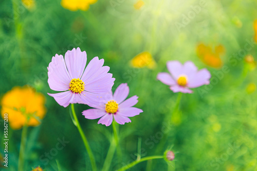 Beautiful purple cosmos flower over blurred background, nature concept background, spring and summer season