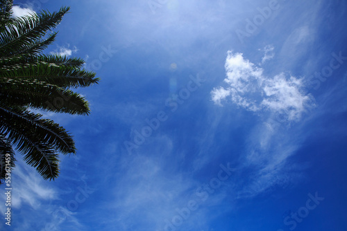 Palm trees against blue sky, Palm trees at tropical coast, coconut tree. background with