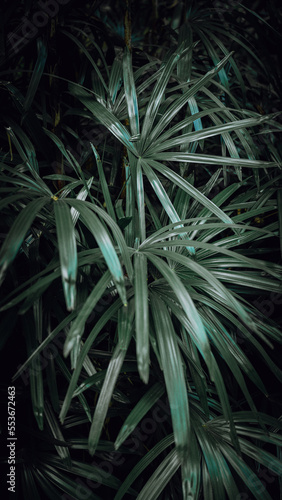 close up of a palm leave  green color 