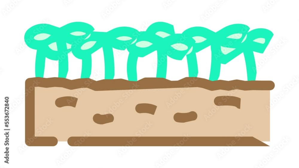 seedlings lettuce plant color icon animation seedlings lettuce plant color icon animation