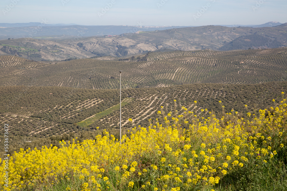 View of Olive Trees outside Cazola; Jaen; Spain