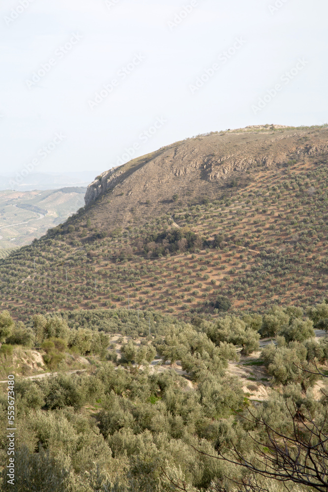 View of Olive Trees outside Cazola; Jaen; Spain