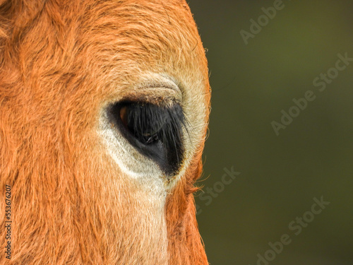 close-up eye of a cow