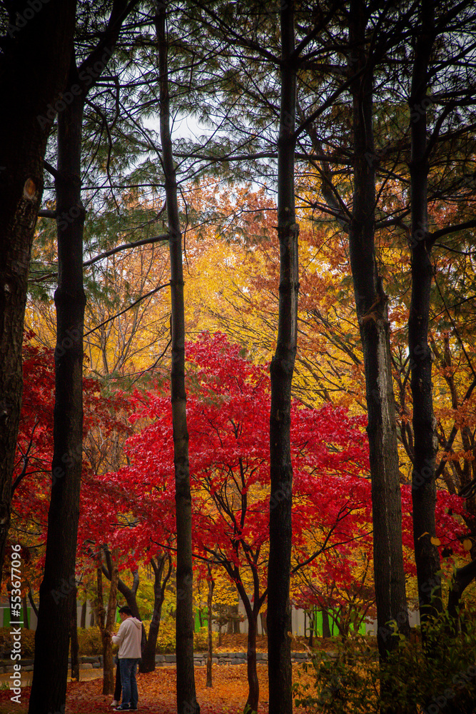 가을의 낙엽, 노랗고 빨간 단풍 나무 공원 풍경