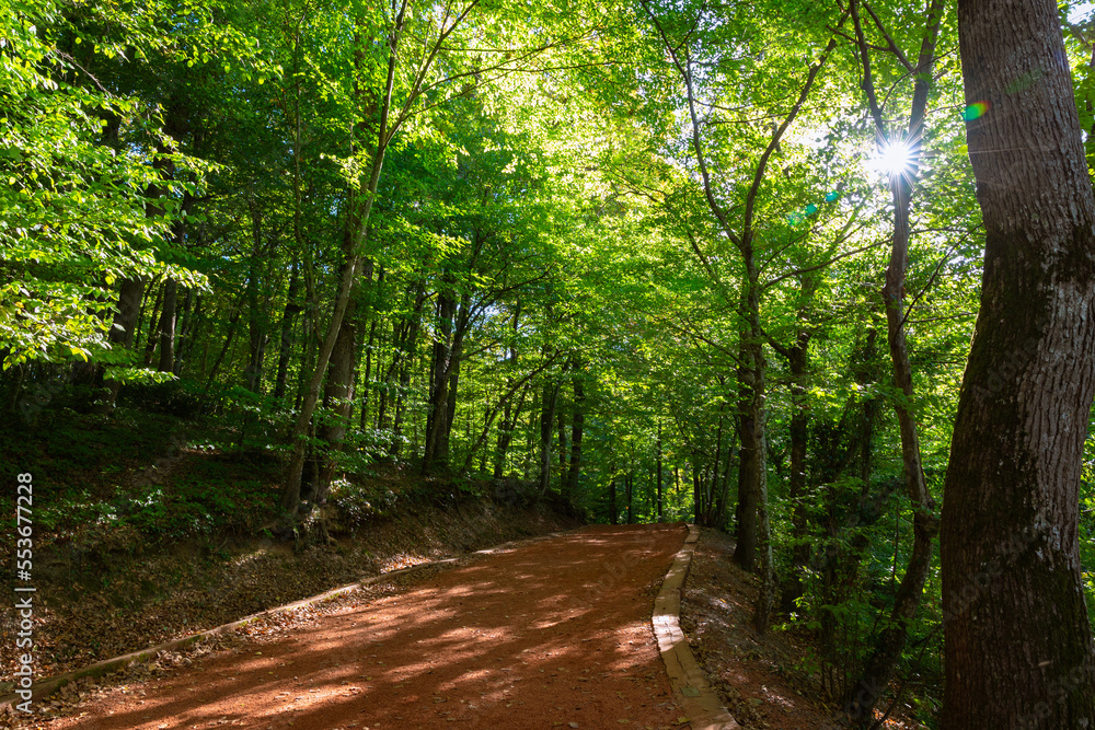 Obraz premium Jogging trail in the forest. Healthy lifestyle concept photo