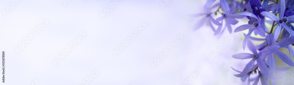 Nature of flower in garden using as background natural flora cover page or banner template brochure landing page design Nature of flower in garden using as background natural flora cover page or banner template brochure landing page design
