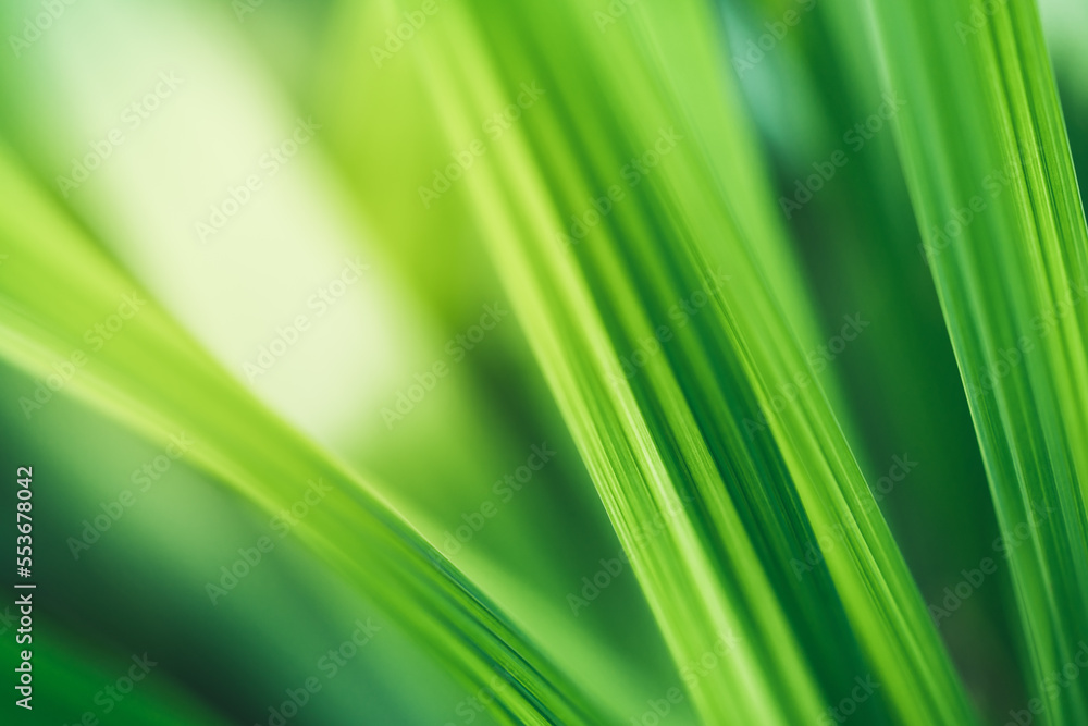 Natural dark green leaf texture with sun light use for nature background wallpaper cover page Natural dark green leaf texture with sun light use for nature background wallpaper cover page