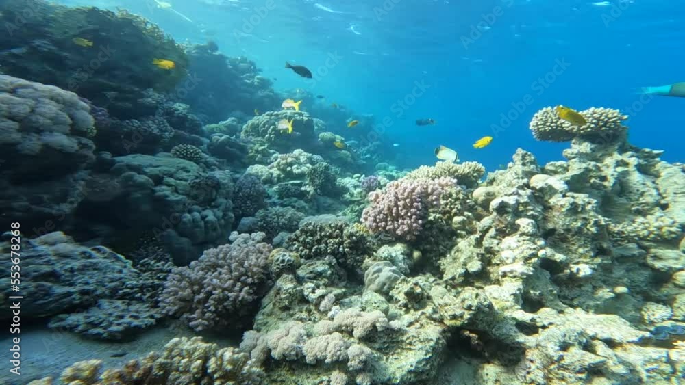 Coral reef snorkelling scuba diving red sea egypt sharm el sheikh fish underwater Coral reef snorkelling scuba diving red sea egypt sharm el sheikh fish underwater