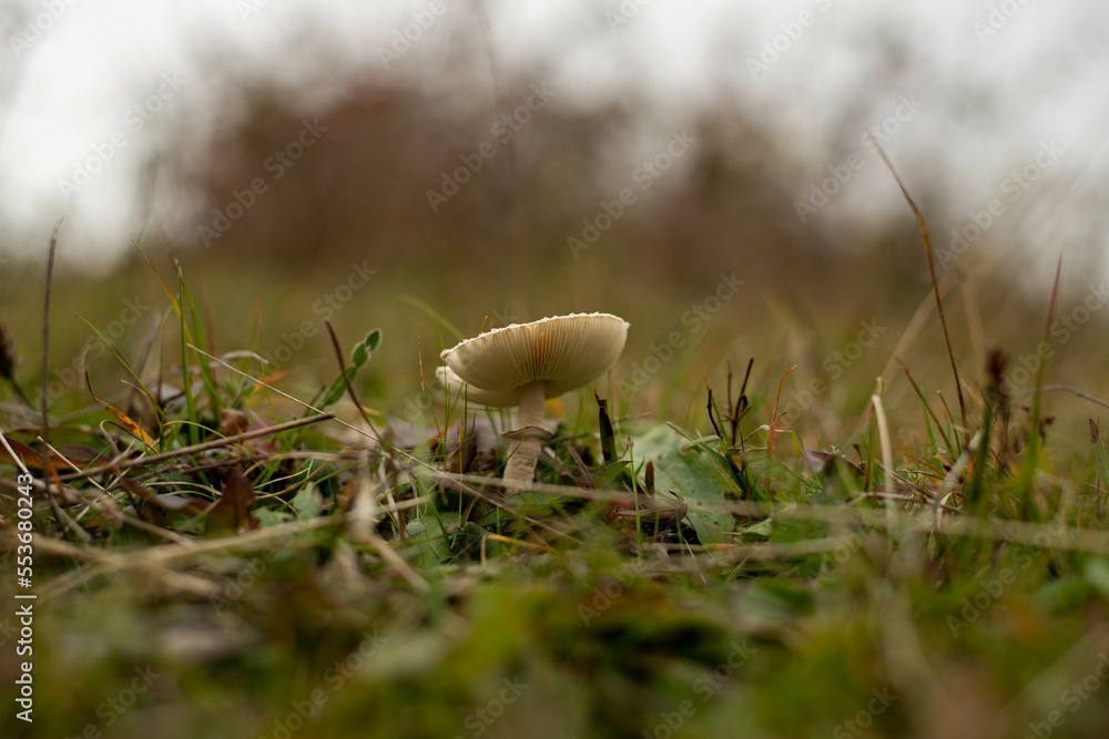 mushroom in the forest mushroom in the forest
