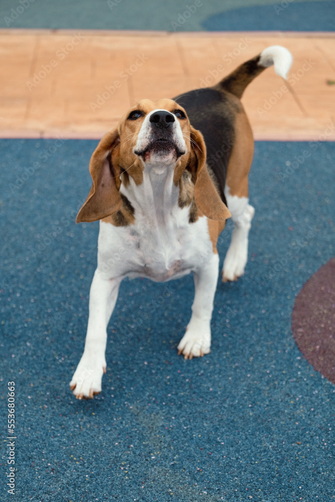 Stock photo of a Beagle dog playing and barking to the camera
