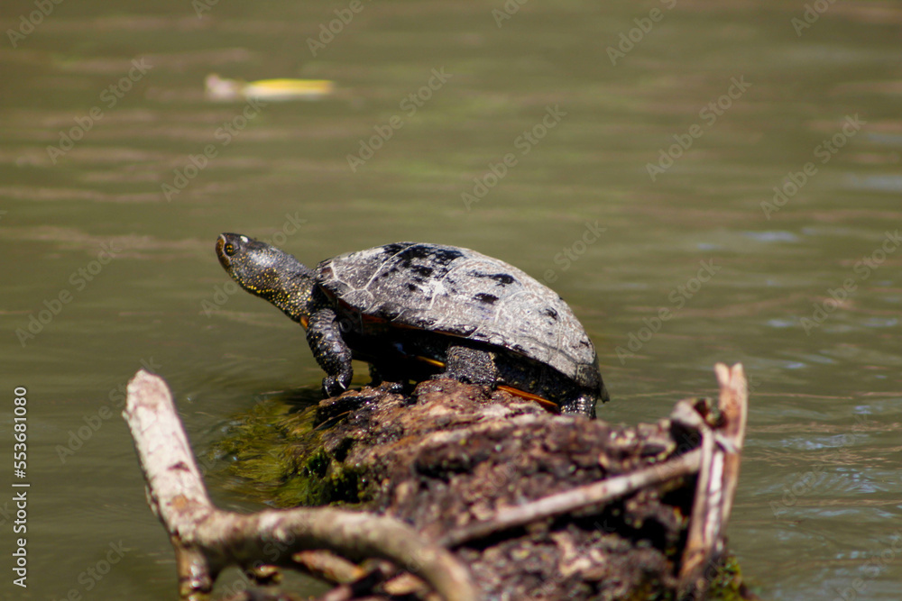 Obraz premium turtle on a log