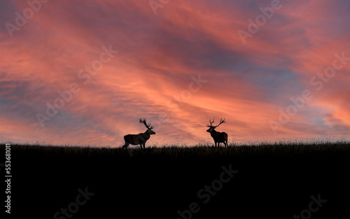 Red deer silhouettes against a colorful sunset sky in a meadow