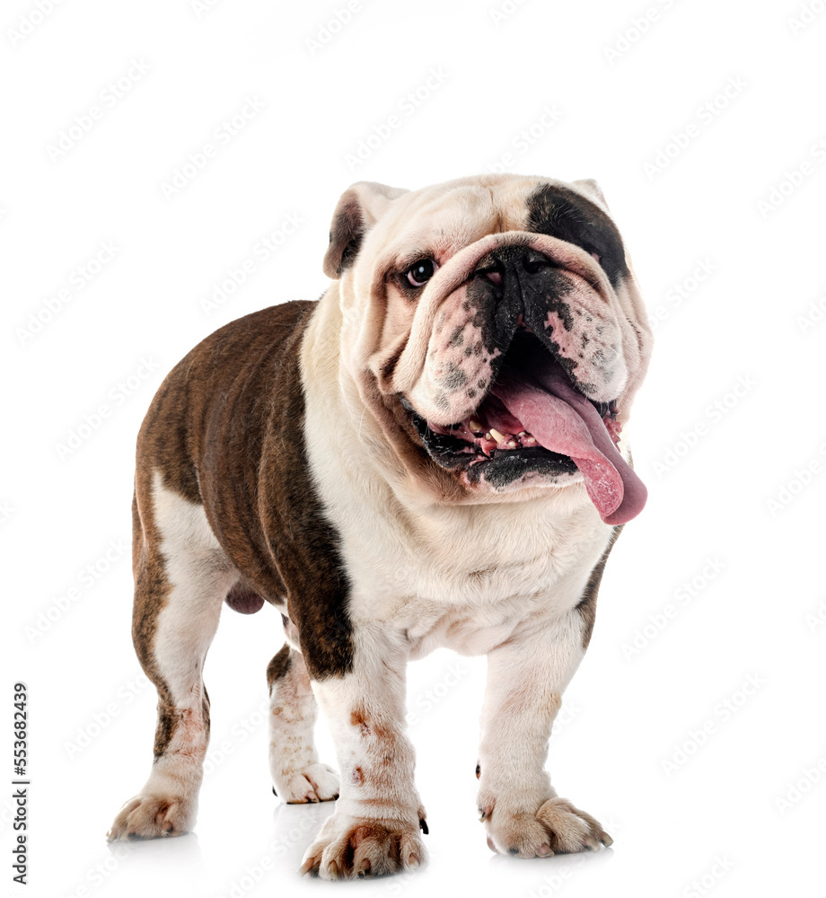 english bulldog in studio