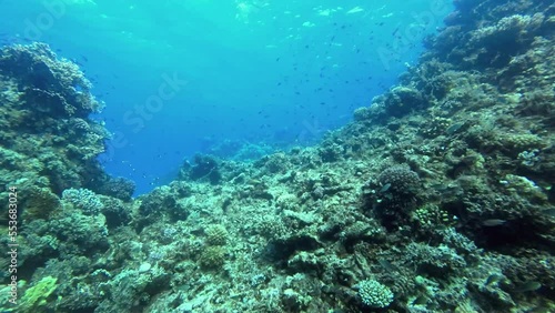 Wallpaper Mural School of coral fish swimming over the coral reef, red sea Egypt, copy space Torontodigital.ca