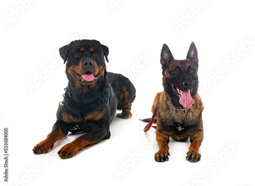 malinois and rottweiler in studio