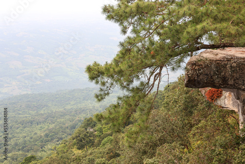 Lom Sak cliff, Phu Kradung National Park, Thailand photo