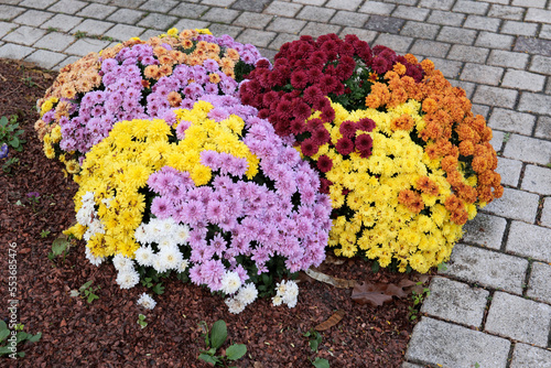 Canvas Print chrysanthèmes