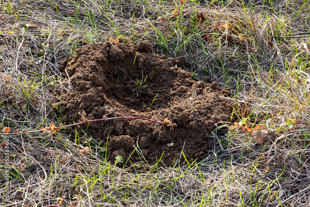 Mole droppings in the field. Mole droppings in the field.