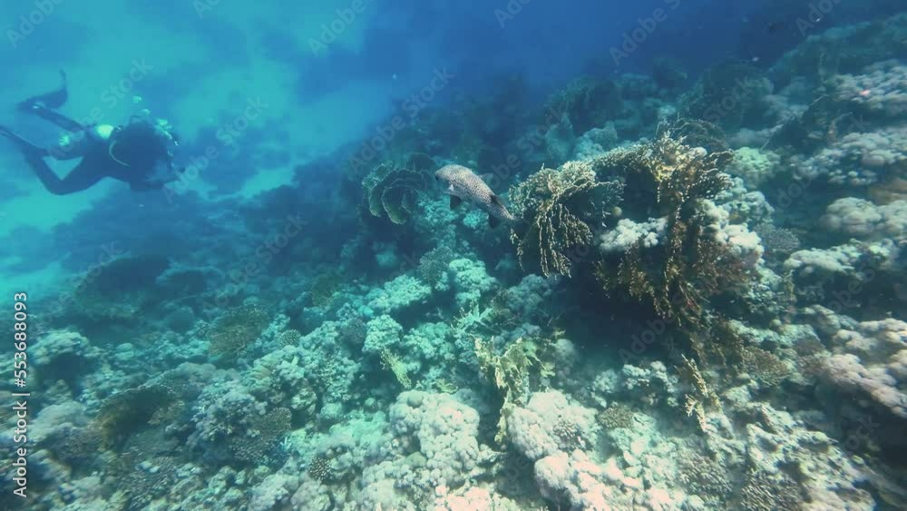 White spotted puffer fish swims over the reef towards a diver, Red Sea Egypt White spotted puffer fish swims over the reef towards a diver, Red Sea Egypt