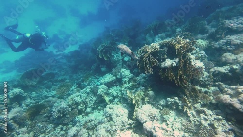 Wallpaper Mural White spotted puffer fish swims over the reef towards a diver, Red Sea Egypt Torontodigital.ca