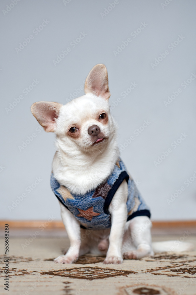 chihuahua dog sitting on the floor chihuahua dog sitting on the floor
