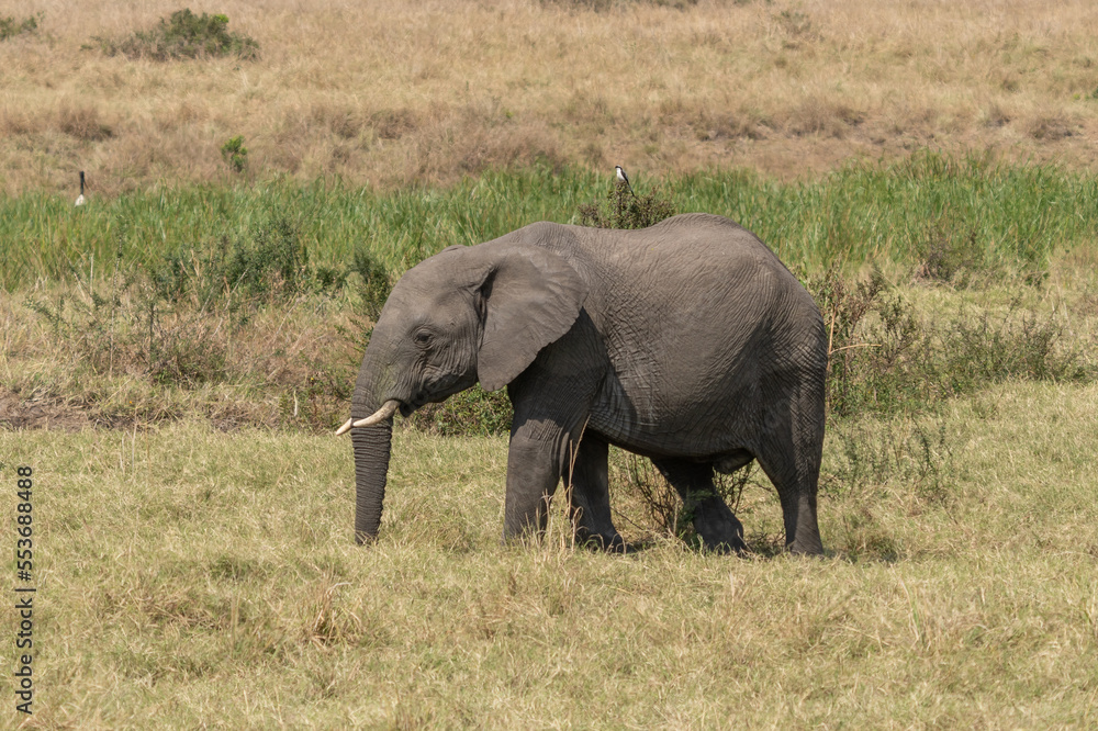 large African elephant walking through the African bush large African elephant walking through the African bush