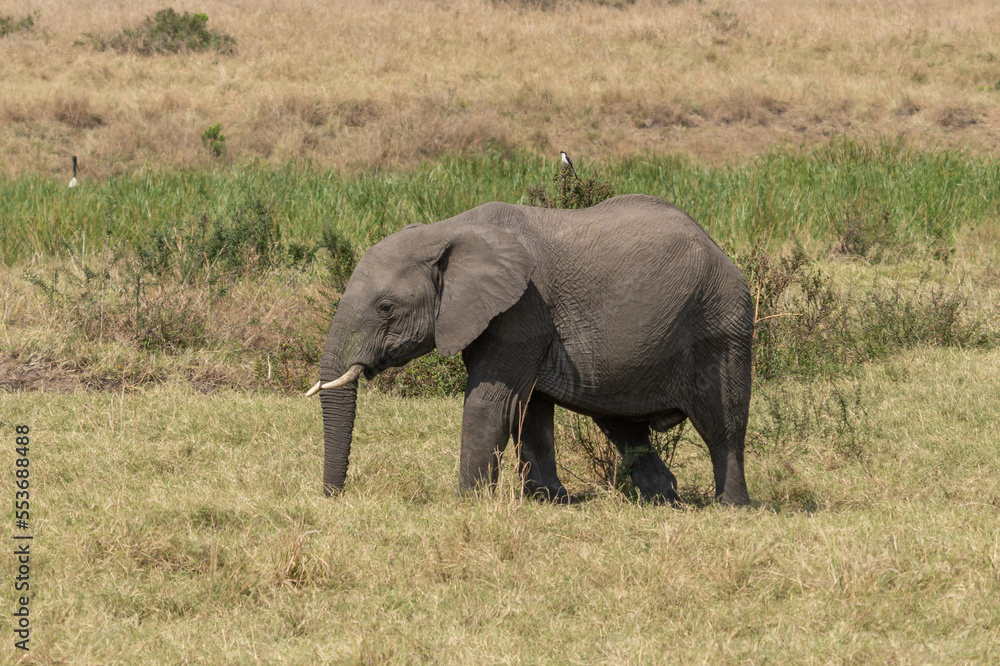 large African elephant walking through the African bush