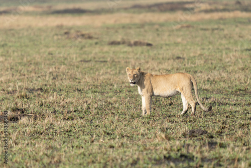 Big lion lying on savannah grass. Landscape with characteristic trees on the plain and hills in the background