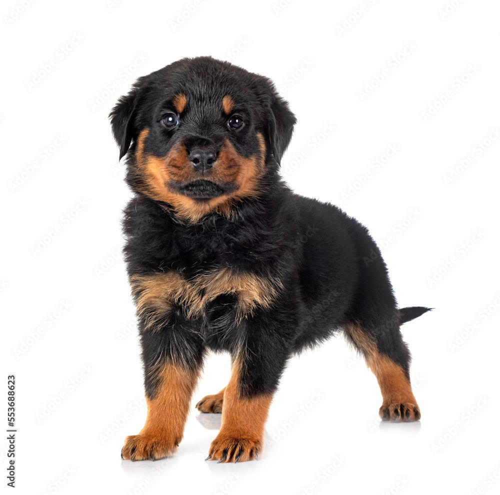 puppy rottweiler in studio