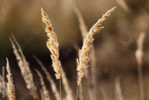 The wonderful colors of autumn in the field. Plants starting to dry up.