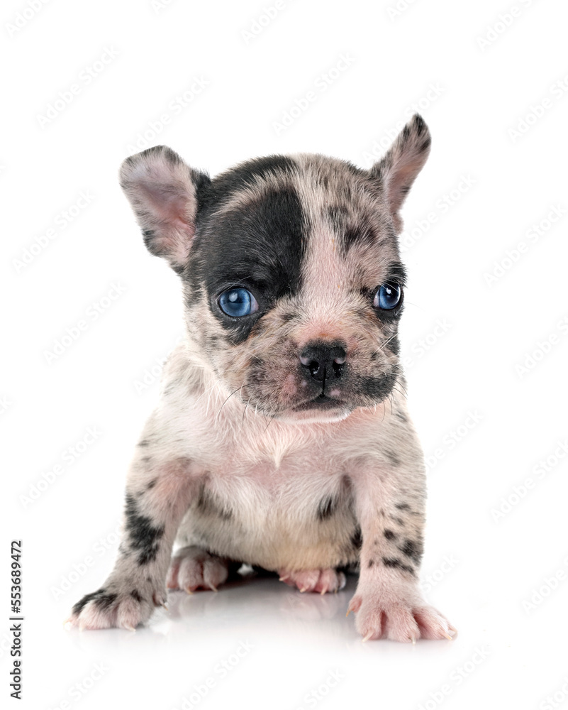 Obraz premium puppy french bulldog in studio