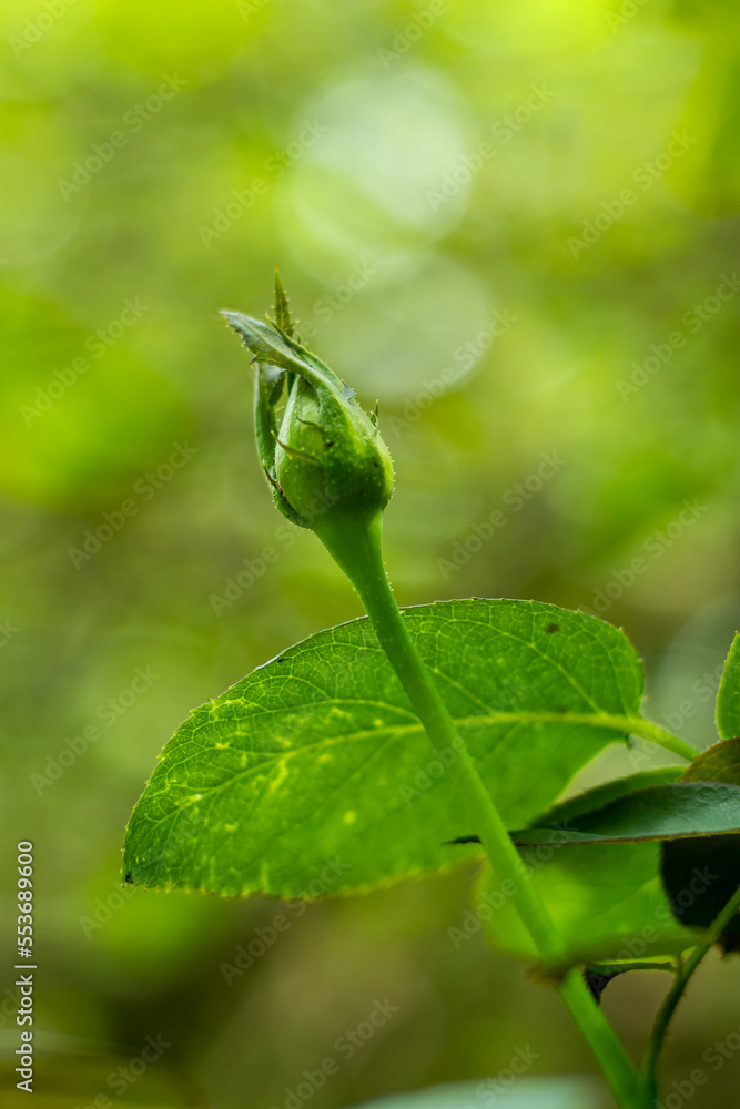 A rosebud is a young rose whose petals have not yet opened out fully A rosebud is a young rose whose petals have not yet opened out fully