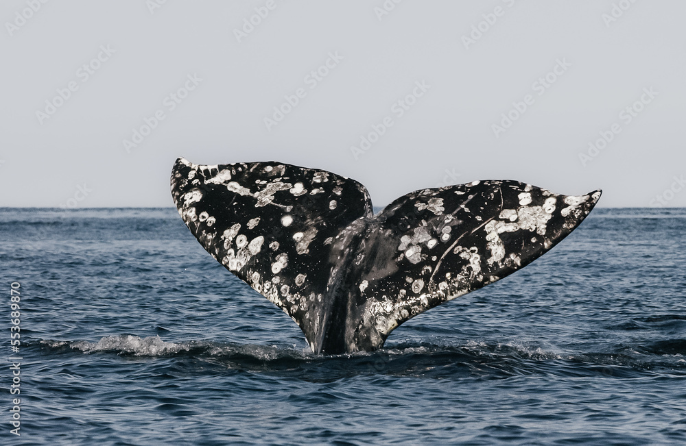 Fototapeta premium Close-up of a large whale's tail above the water.