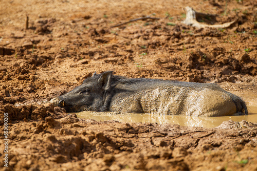 Wild pig relaxing near a waterhole in Yala National Park