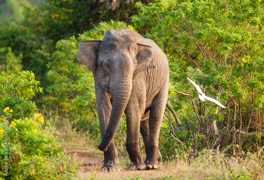 Asiatic Elephant bull in musth as it chases everything around the waterhole in Yala 