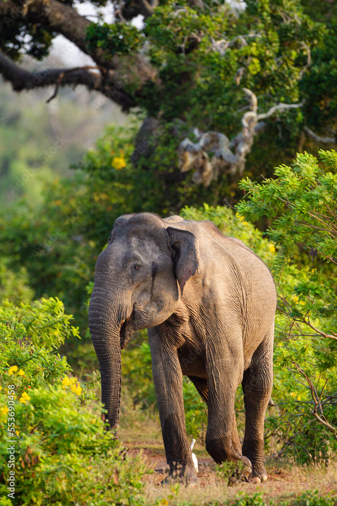 Fototapeta premium Asiatic Elephant bull in musth as it chases everything around the waterhole in Yala